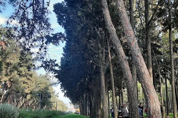 Kayabaşı Şamlar Milli Parkı - Resim 19