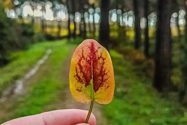 Kayabaşı Şamlar Milli Parkı - Resim 15
