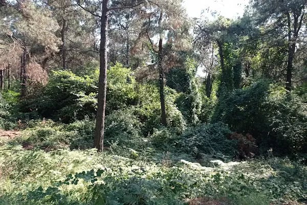 Kayabaşı Şamlar Milli Parkı - Resim 9