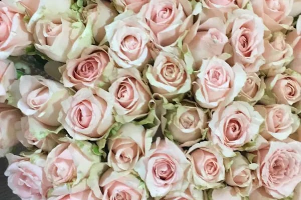 LİFECİTY FLOWERS ( ÇİÇEKÇİLİK ) ANKARA - Resim 19