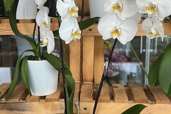 LİFECİTY FLOWERS ( ÇİÇEKÇİLİK ) ANKARA - Resim 10