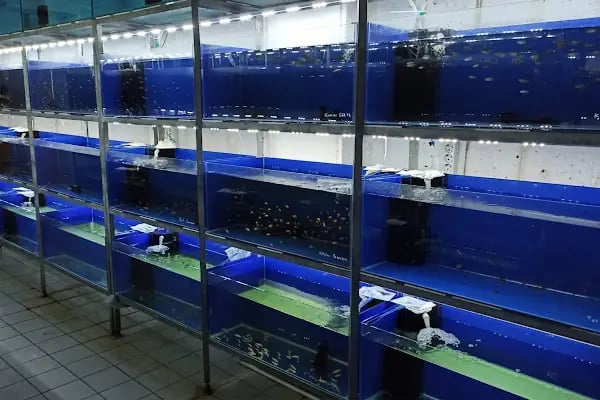 Ortadoğu Akvaryum Tropikal Balık Deposu - Resim 2