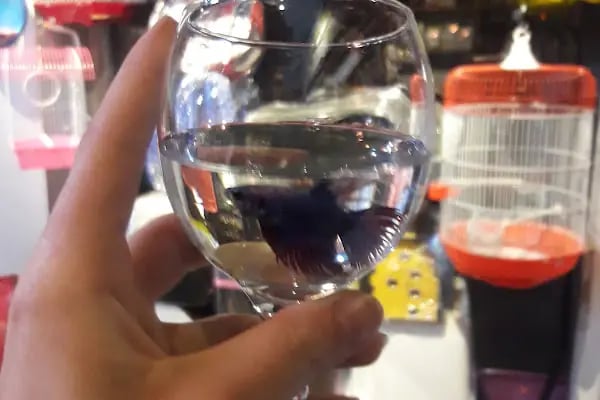 Ödül Pet Shop - Resim 3