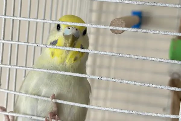 Ödül Pet Shop - Resim 2