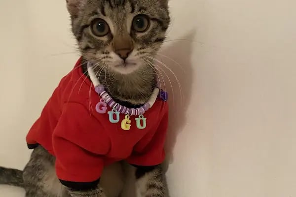 SevPati Veteriner Kliniği Mamak - Resim 17