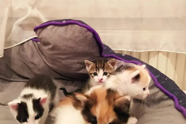 SevPati Veteriner Kliniği Mamak - Resim 20