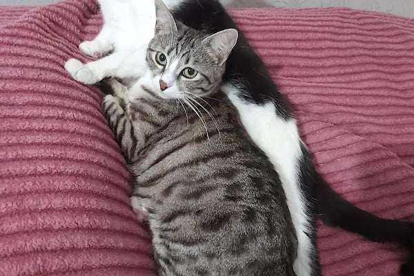 SevPati Veteriner Kliniği Mamak - Resim 14