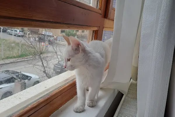 SevPati Veteriner Kliniği Mamak - Resim 10