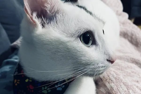 SevPati Veteriner Kliniği Mamak - Resim 8