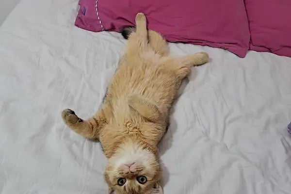 SevPati Veteriner Kliniği Mamak - Resim 7