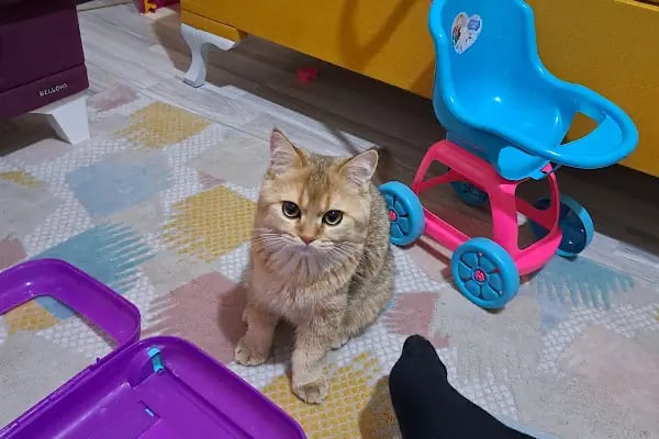 SevPati Veteriner Kliniği Mamak - Resim 15