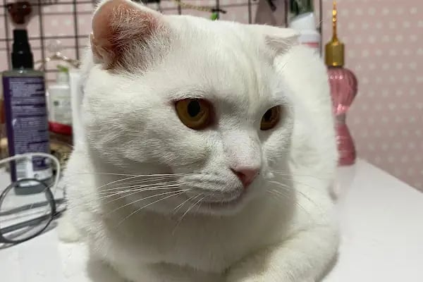 SevPati Veteriner Kliniği Mamak - Resim 2