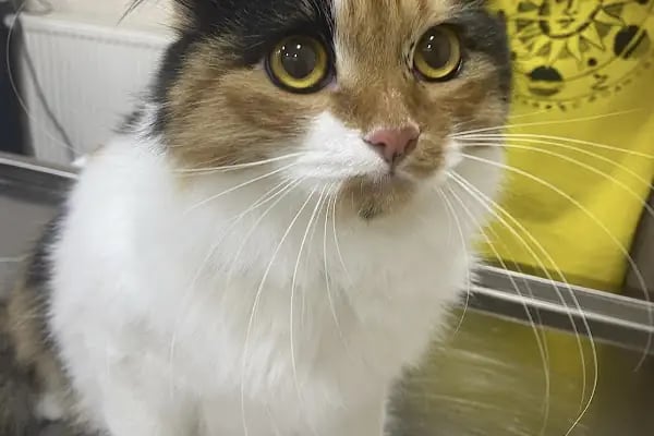 SevPati Veteriner Kliniği Mamak - Resim 1