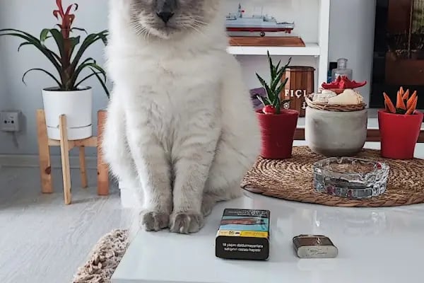 SevPati Veteriner Kliniği Mamak - Resim 12