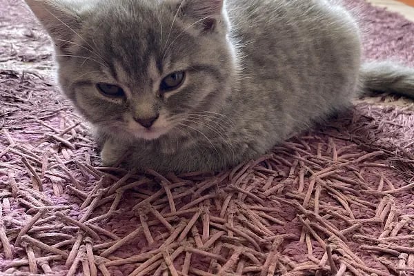 SevPati Veteriner Kliniği Mamak - Resim 5