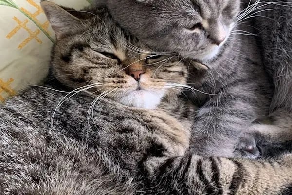SevPati Veteriner Kliniği Mamak - Resim 16