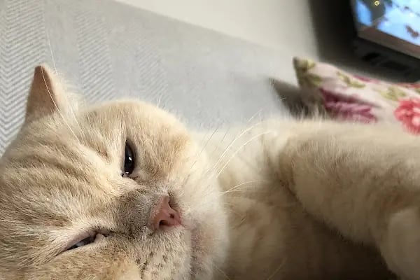 SevPati Veteriner Kliniği Mamak - Resim 11