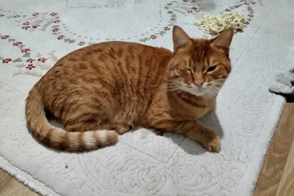 SevPati Veteriner Kliniği Mamak - Resim 13