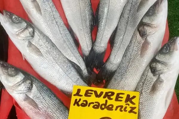 Çerkezköy Balıkçılık - Resim 5