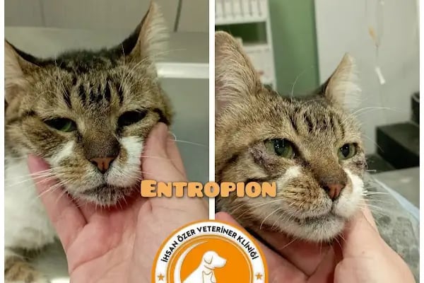İHSAN ÖZER VETERİNER KLİNİĞİ -Kuş -Kedi -Köpek- Ankara kuş veterineri - Keçiören veteriner kliniği - Resim 16