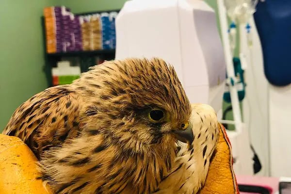 İHSAN ÖZER VETERİNER KLİNİĞİ -Kuş -Kedi -Köpek- Ankara kuş veterineri - Keçiören veteriner kliniği - Resim 3