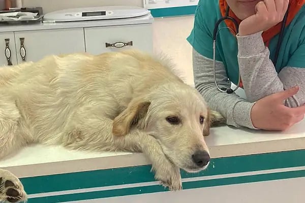 İHSAN ÖZER VETERİNER KLİNİĞİ -Kuş -Kedi -Köpek- Ankara kuş veterineri - Keçiören veteriner kliniği - Resim 5