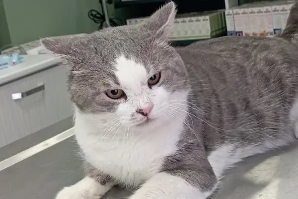 İHSAN ÖZER VETERİNER KLİNİĞİ -Kuş -Kedi -Köpek- Ankara kuş veterineri - Keçiören veteriner kliniği - Resim 10