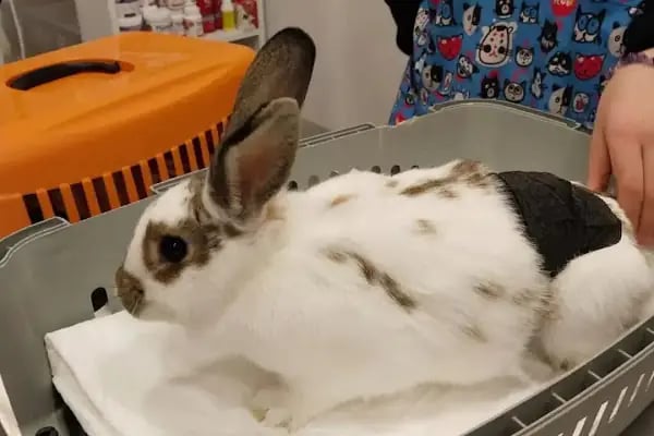 İHSAN ÖZER VETERİNER KLİNİĞİ -Kuş -Kedi -Köpek- Ankara kuş veterineri - Keçiören veteriner kliniği - Resim 8