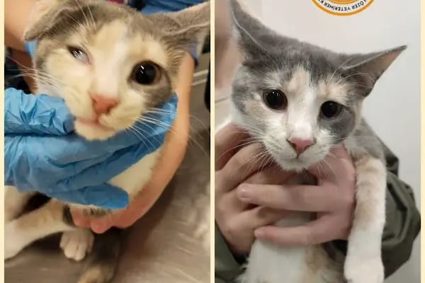 İHSAN ÖZER VETERİNER KLİNİĞİ -Kuş -Kedi -Köpek- Ankara kuş veterineri - Keçiören veteriner kliniği - Resim 20