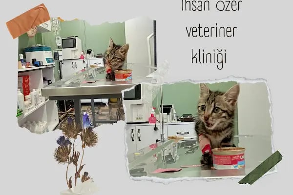 İHSAN ÖZER VETERİNER KLİNİĞİ -Kuş -Kedi -Köpek- Ankara kuş veterineri - Keçiören veteriner kliniği - Resim 18