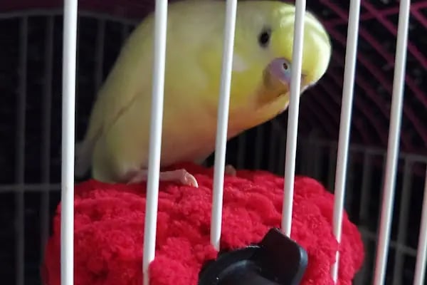 İHSAN ÖZER VETERİNER KLİNİĞİ -Kuş -Kedi -Köpek- Ankara kuş veterineri - Keçiören veteriner kliniği - Resim 15