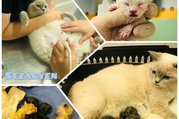 İHSAN ÖZER VETERİNER KLİNİĞİ -Kuş -Kedi -Köpek- Ankara kuş veterineri - Keçiören veteriner kliniği - Resim 17