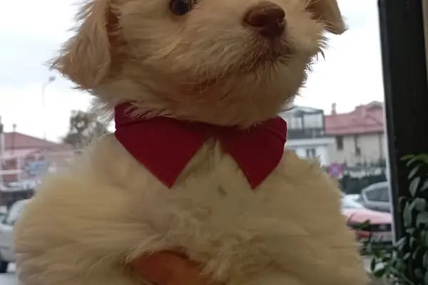 İHSAN ÖZER VETERİNER KLİNİĞİ -Kuş -Kedi -Köpek- Ankara kuş veterineri - Keçiören veteriner kliniği - Resim 11