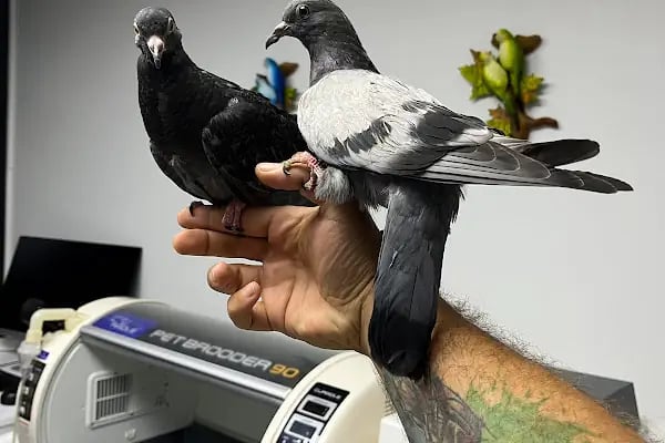 Hekim Veteriner Kliniği | Veteriner İzmir | Kuş Veterineri | Egzotik Veteriner - Resim 4
