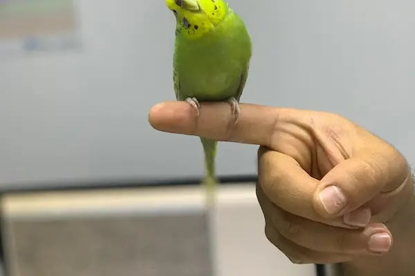 Hekim Veteriner Kliniği | Veteriner İzmir | Kuş Veterineri | Egzotik Veteriner - Resim 7