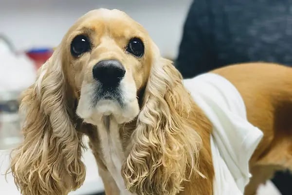 Hekim Veteriner Kliniği | Veteriner İzmir | Kuş Veterineri | Egzotik Veteriner - Resim 5