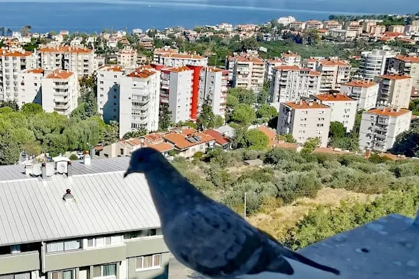 Hekim Veteriner Kliniği | Veteriner İzmir | Kuş Veterineri | Egzotik Veteriner - Resim 16