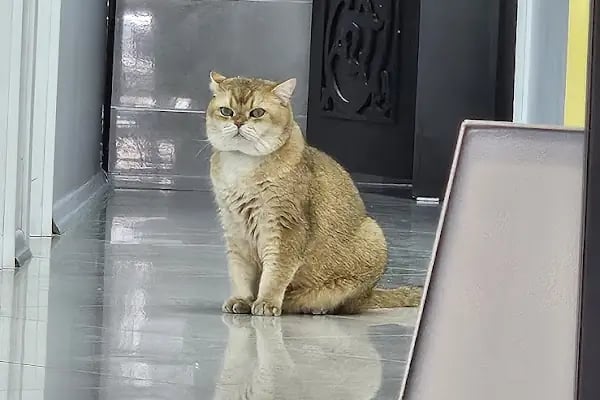 Hekim Veteriner Kliniği | Veteriner İzmir | Kuş Veterineri | Egzotik Veteriner - Resim 17
