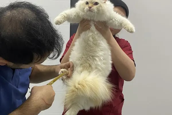 Esenyurt Best Vet Veteriner Kliniği 7/24 - Resim 10