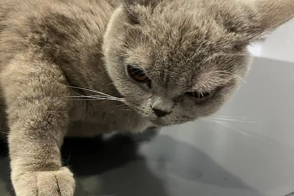 Esenyurt Best Vet Veteriner Kliniği 7/24 - Resim 8