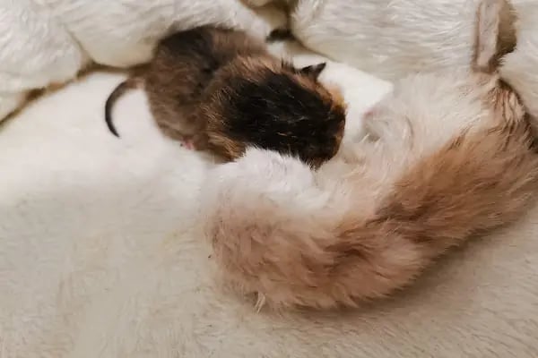 Esenyurt Best Vet Veteriner Kliniği 7/24 - Resim 16