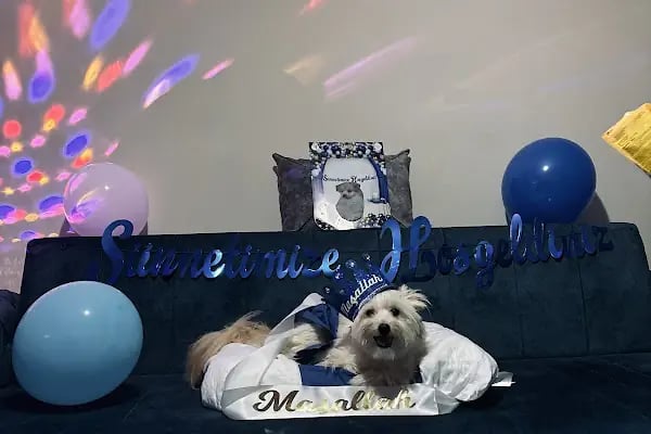 Esenyurt Best Vet Veteriner Kliniği 7/24 - Resim 17