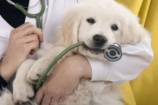 Esenyurt Best Vet Veteriner Kliniği 7/24 - Resim 15