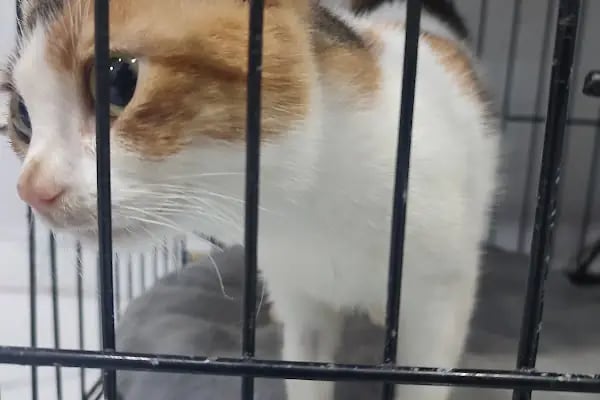 Esenyurt Best Vet Veteriner Kliniği 7/24 - Resim 19
