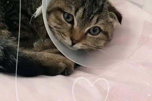 Esenyurt Best Vet Veteriner Kliniği 7/24 - Resim 18