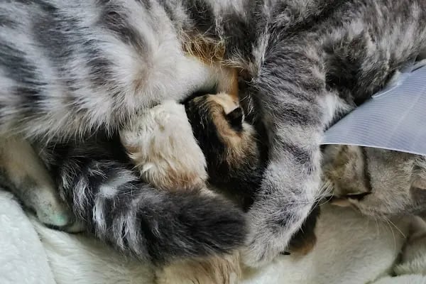 Esenyurt Best Vet Veteriner Kliniği 7/24 - Resim 6