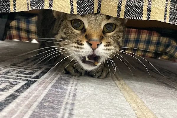 Esenyurt Best Vet Veteriner Kliniği 7/24 - Resim 3