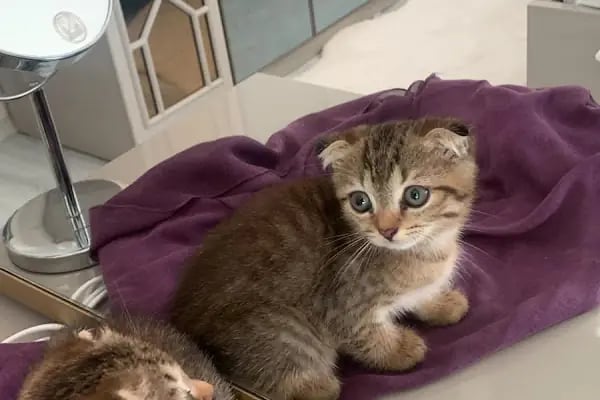 Esenyurt Best Vet Veteriner Kliniği 7/24 - Resim 4