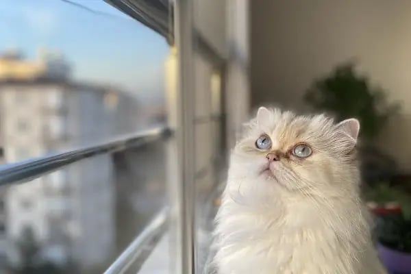 Esenyurt Best Vet Veteriner Kliniği 7/24 - Resim 9