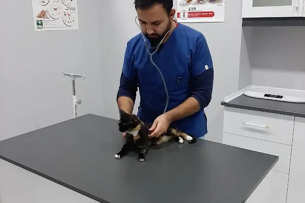 Esenyurt Best Vet Veteriner Kliniği 7/24 - Resim 20